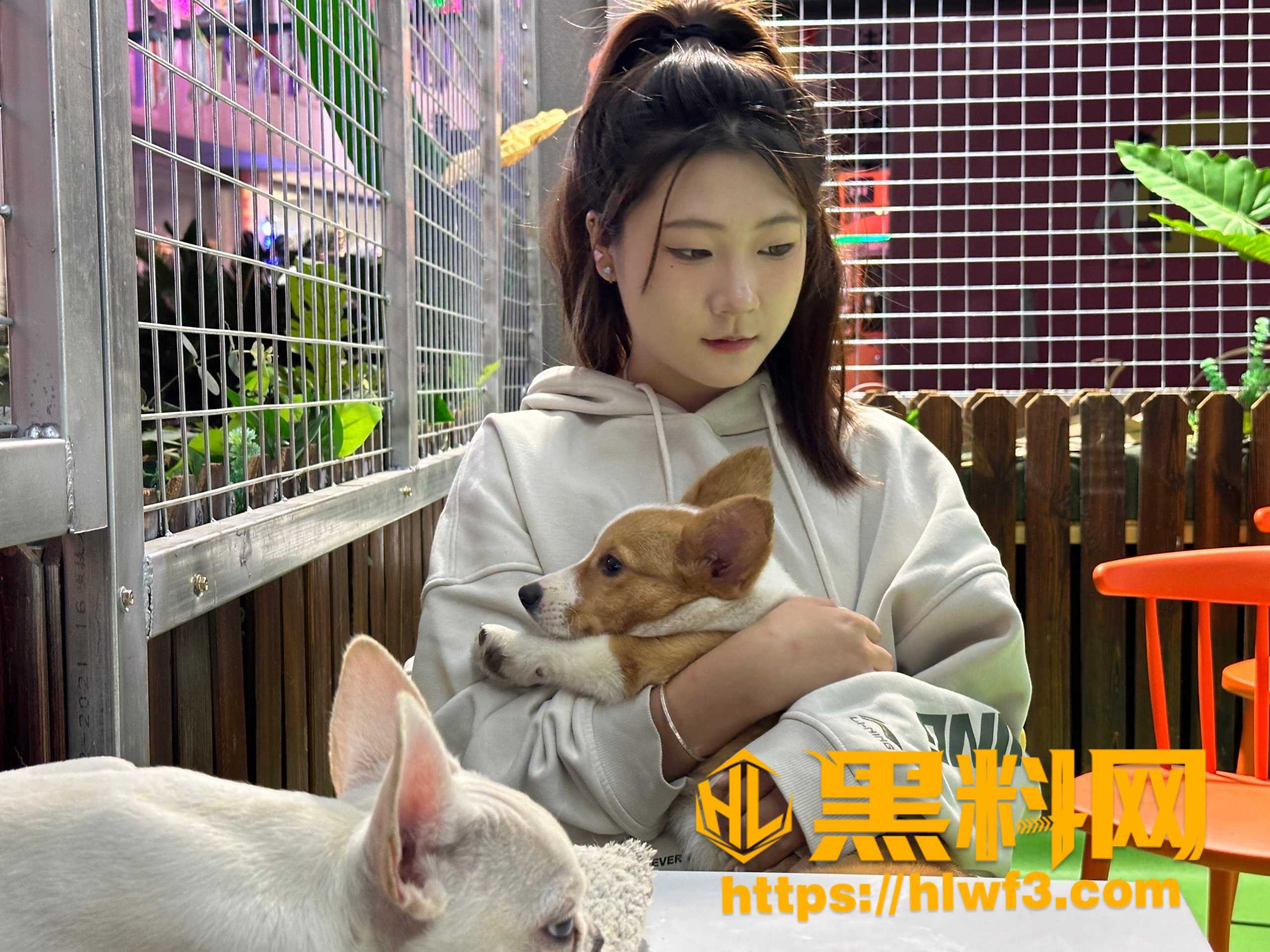 逍遥房东俏房客完整版