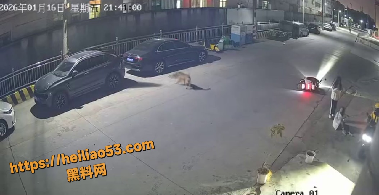 疯狗追咬姐妹现场监控视频 1