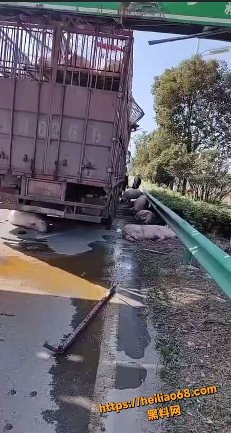 拉猪车超高撞限高事件1