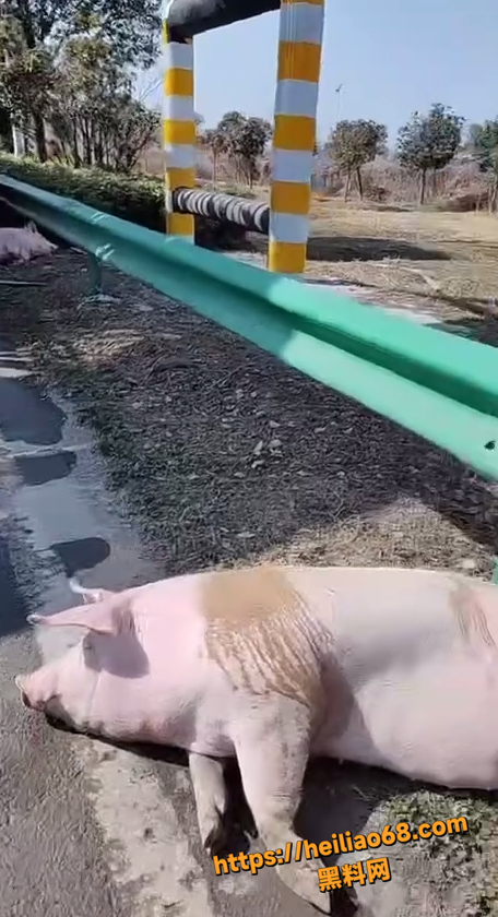 现场视频5