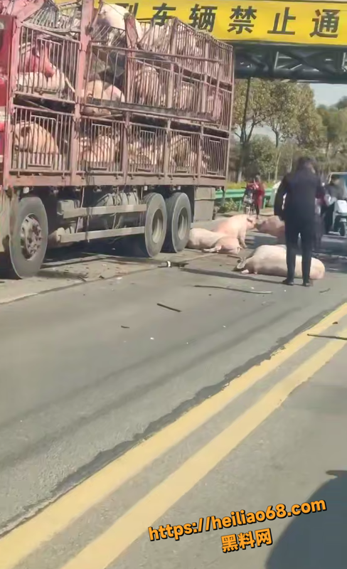 拉猪车6