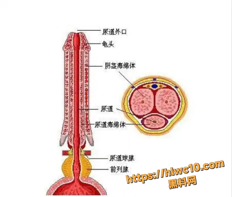 广州17岁高中生自掰丁丁3