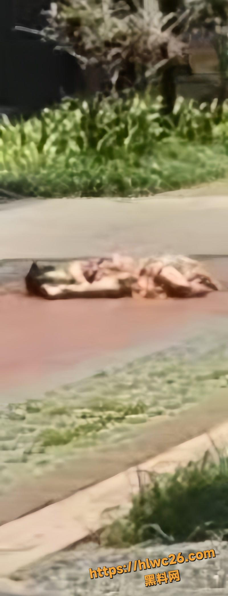 03洋湖小区wm