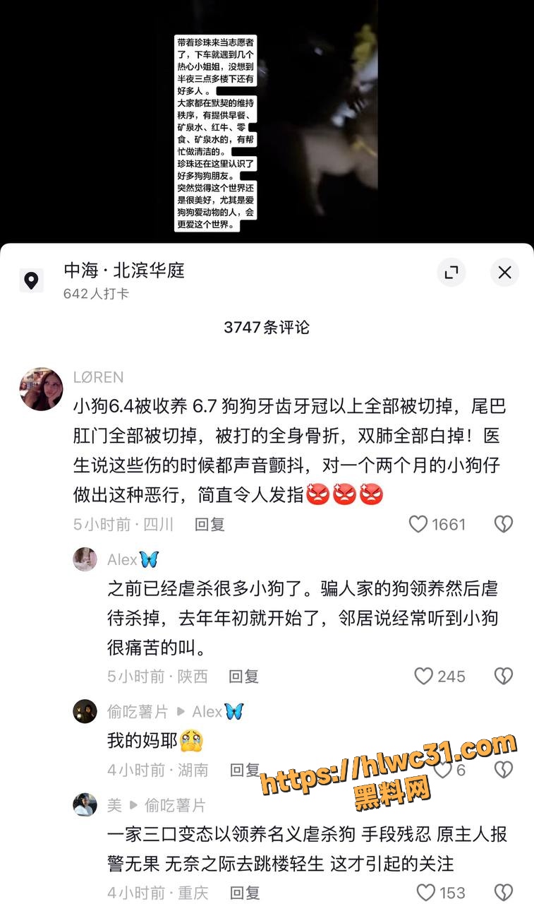 重庆虐狗事件4