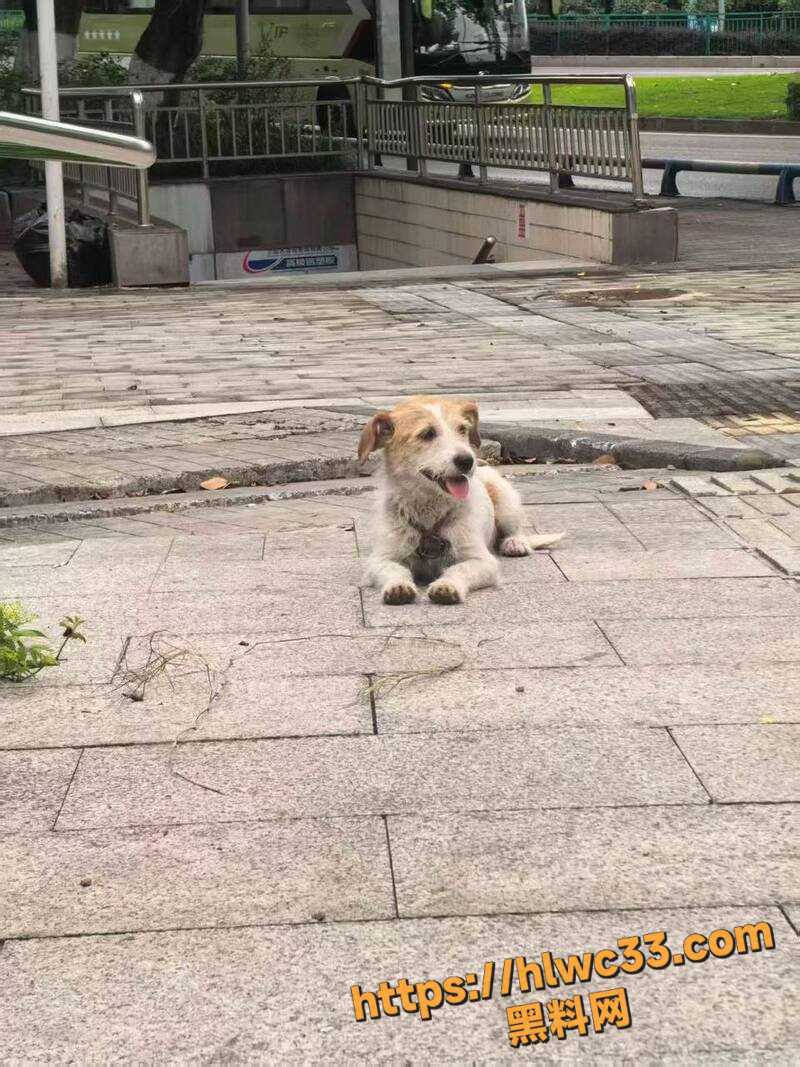 重庆山姆打包哥领养虐狗6