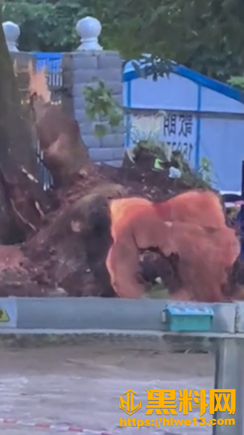 广西博白树木倒伏视频3