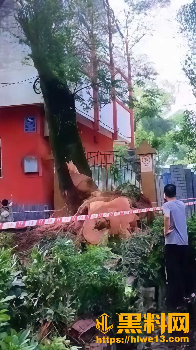 广西博白树木倒伏视频4